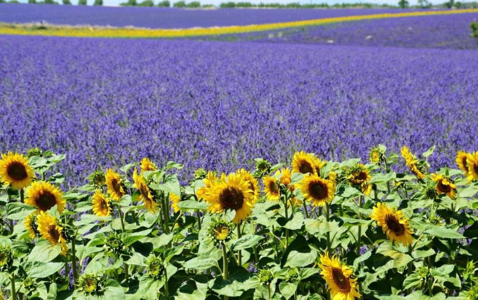 Pole Levandule - Provence