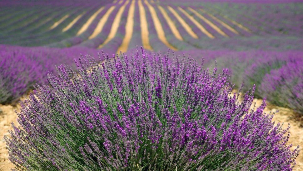 Provence Levandule