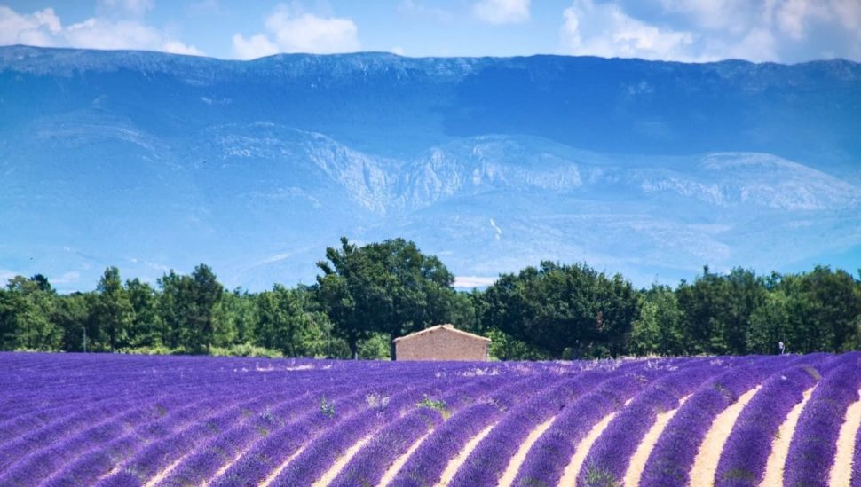 Valensole - zájezd Solis Ortus